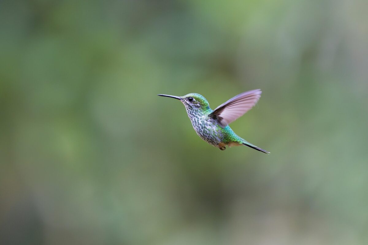 Kolibri